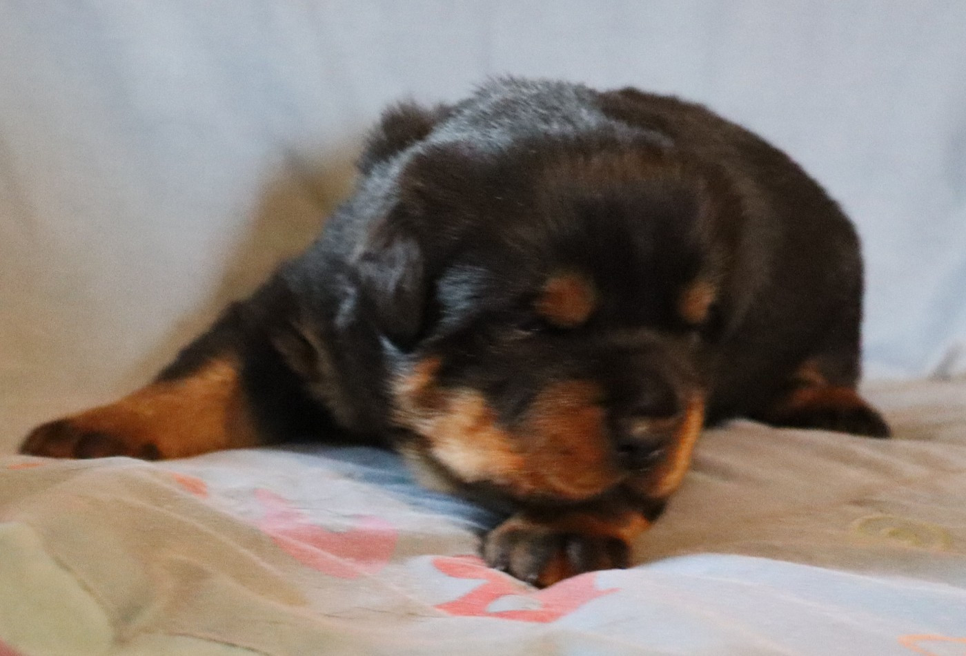 de la licorne noire - Chiots disponibles - Rottweiler