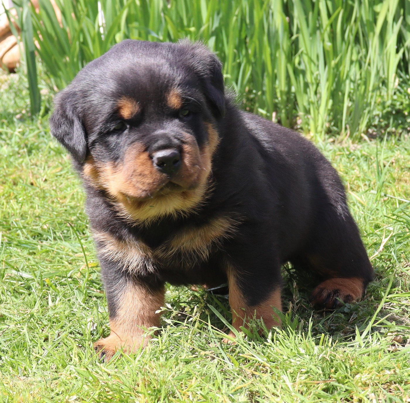 de la licorne noire - Chiots disponibles - Rottweiler