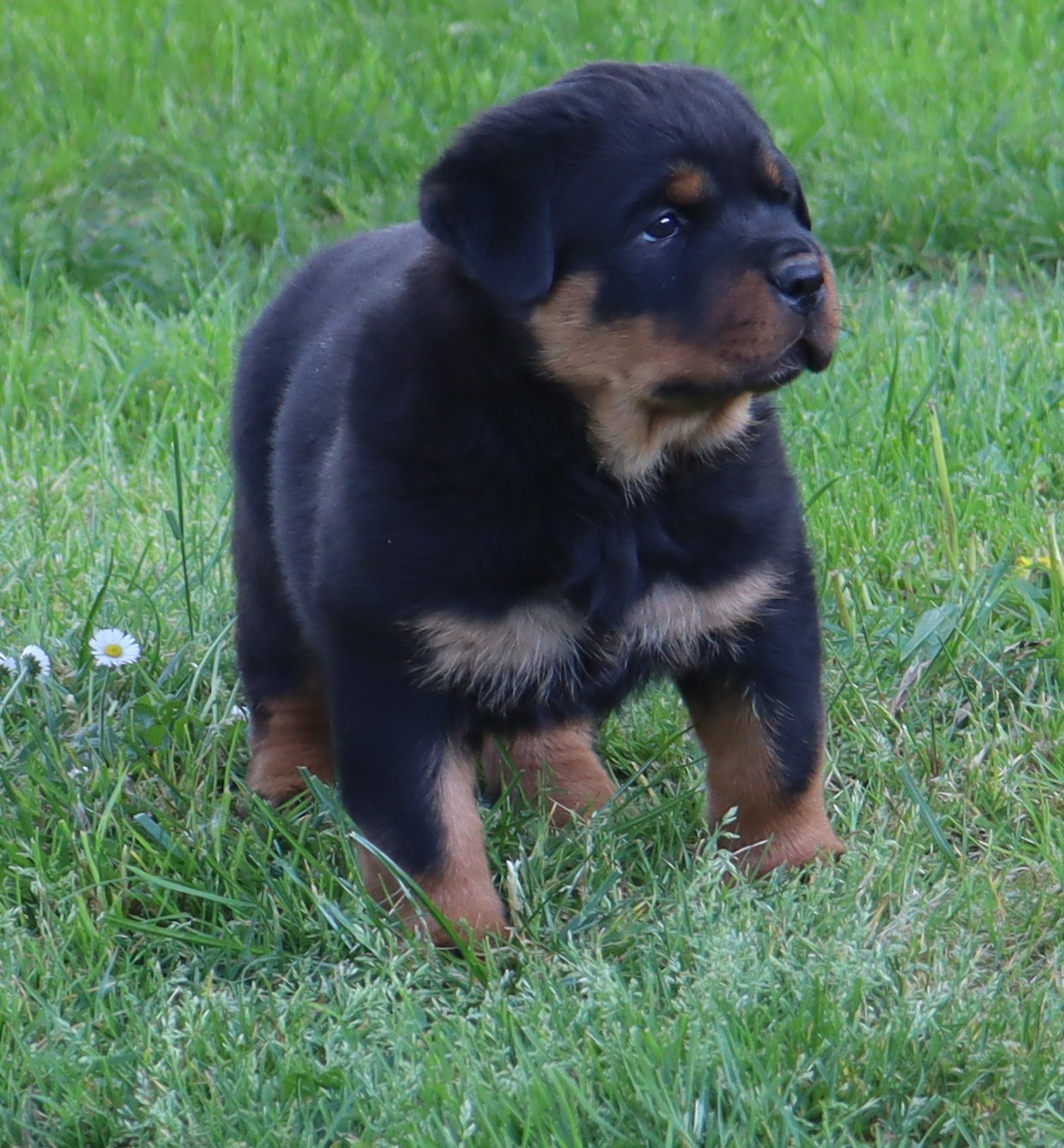 de la licorne noire - Chiots disponibles - Rottweiler