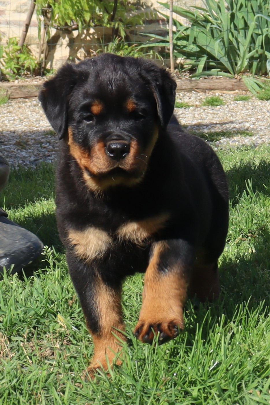 de la licorne noire - Chiots disponibles - Rottweiler