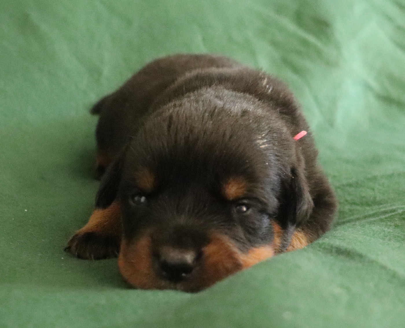 de la licorne noire - Chiots disponibles - Rottweiler