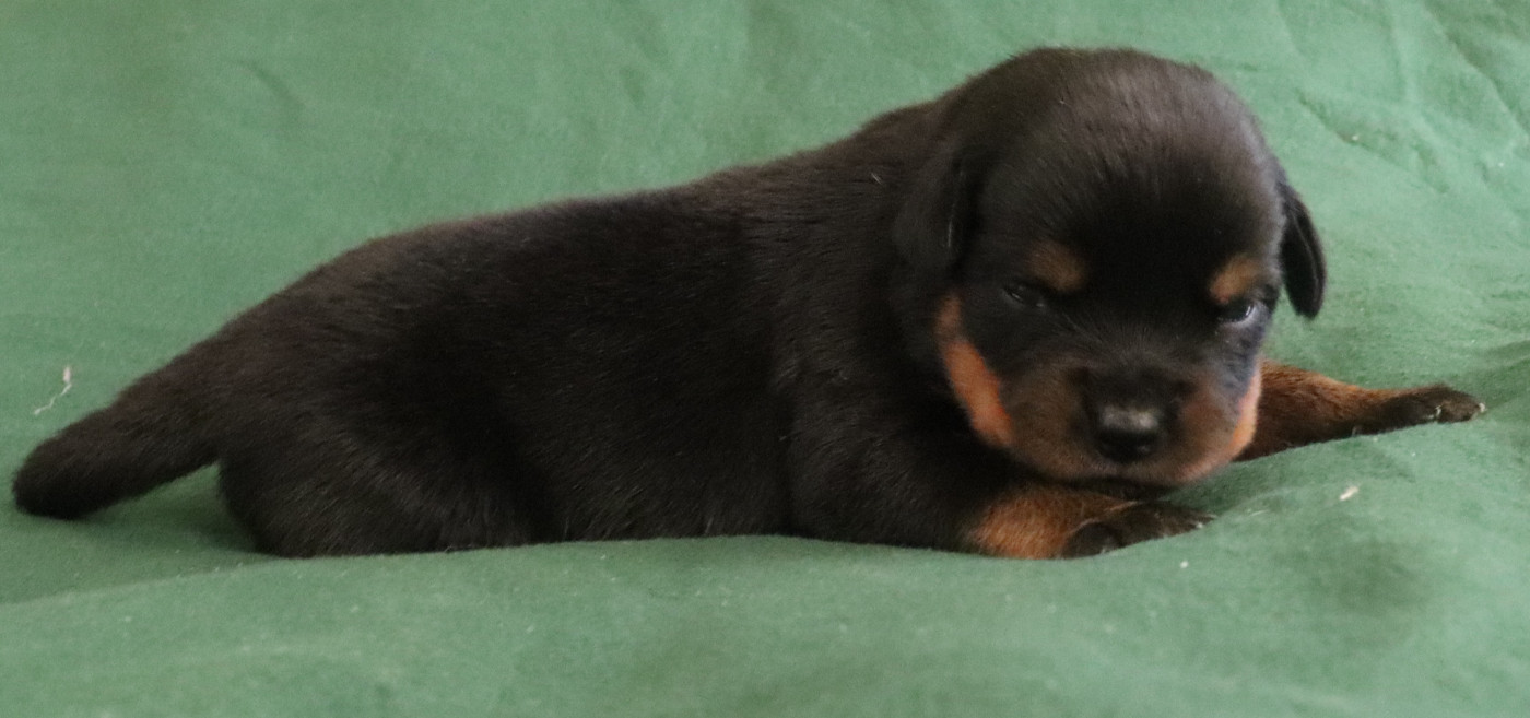 de la licorne noire - Chiots disponibles - Rottweiler