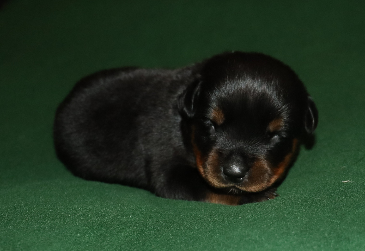 de la licorne noire - Chiots disponibles - Rottweiler