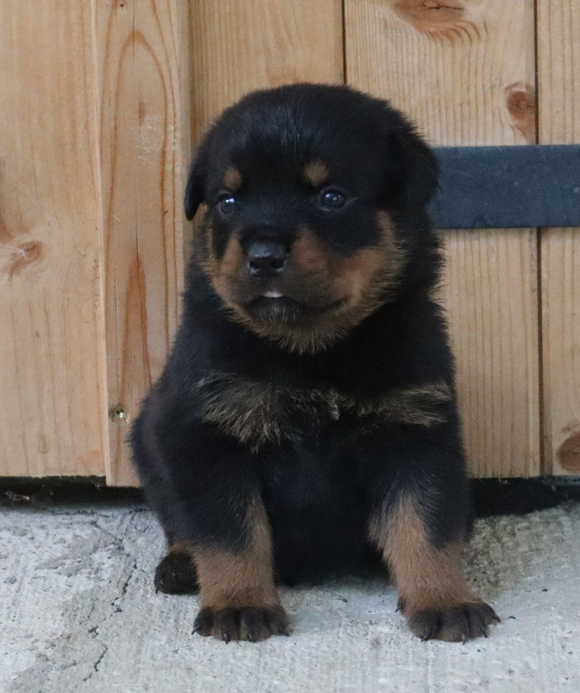 de la licorne noire - Chiots disponibles - Rottweiler