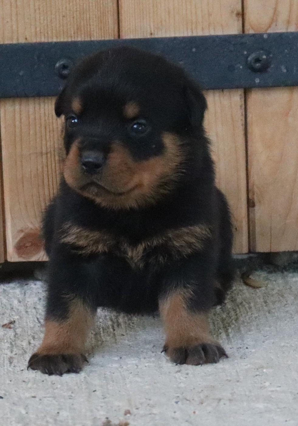 de la licorne noire - Chiots disponibles - Rottweiler
