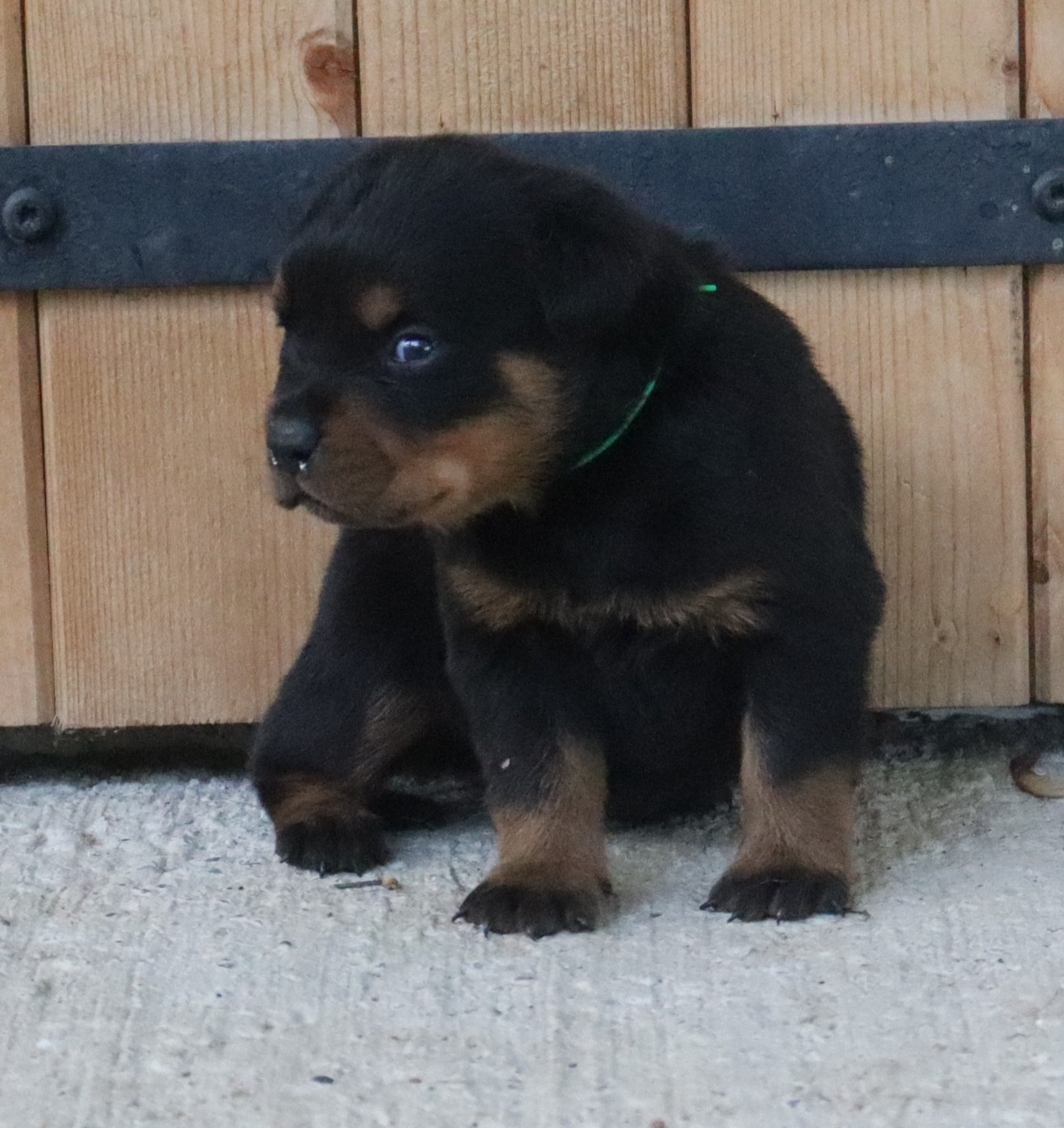 de la licorne noire - Chiots disponibles - Rottweiler