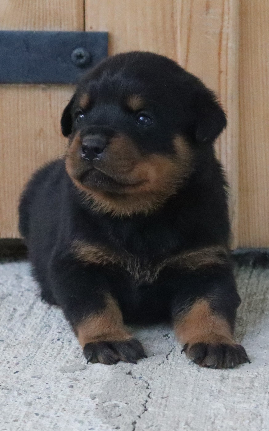 de la licorne noire - Chiots disponibles - Rottweiler