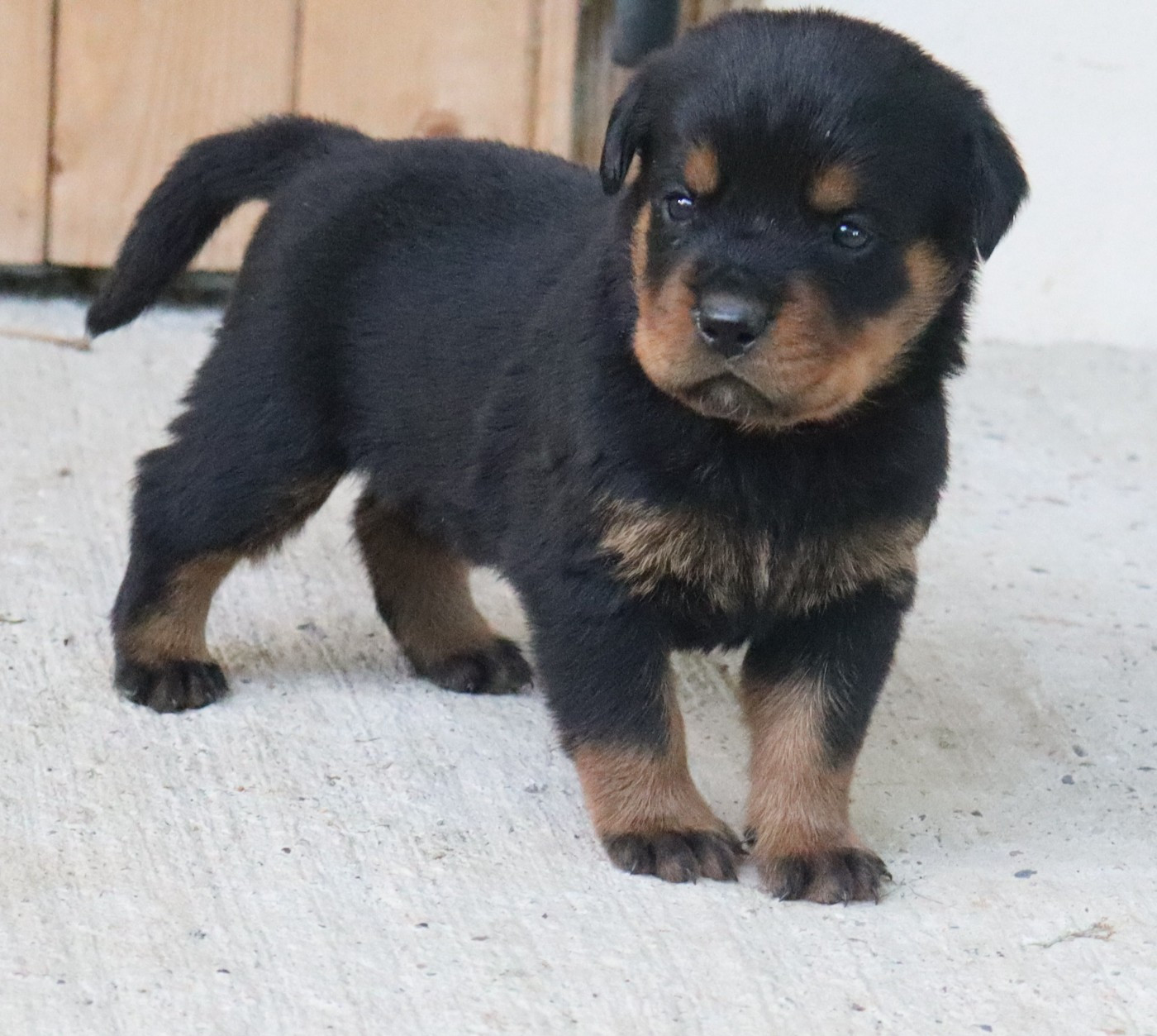 de la licorne noire - Chiots disponibles - Rottweiler