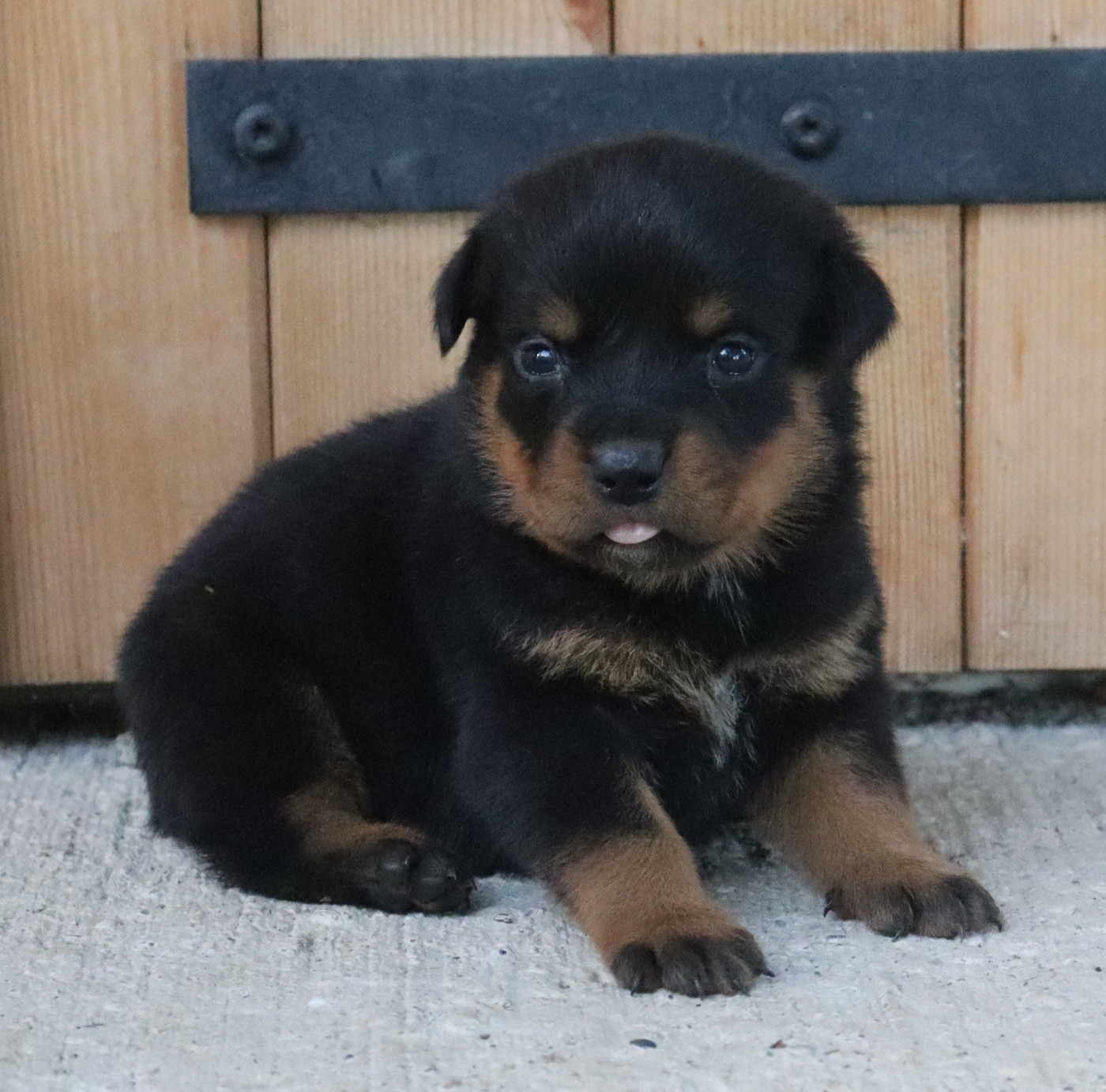 de la licorne noire - Chiots disponibles - Rottweiler