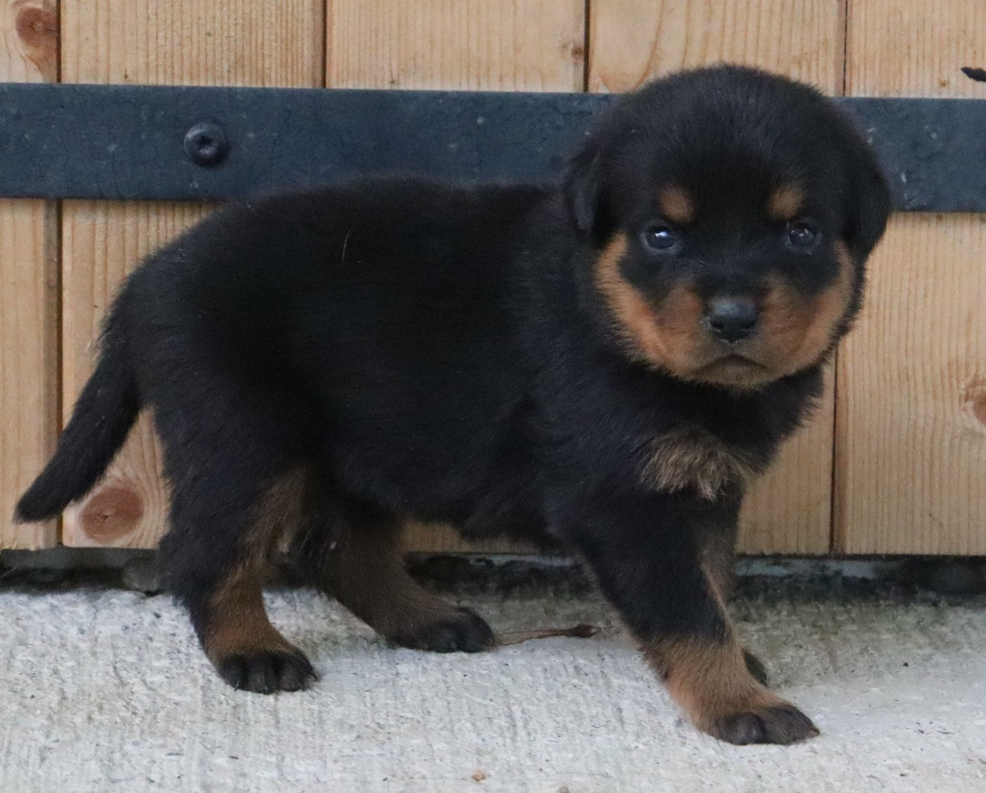 de la licorne noire - Chiots disponibles - Rottweiler
