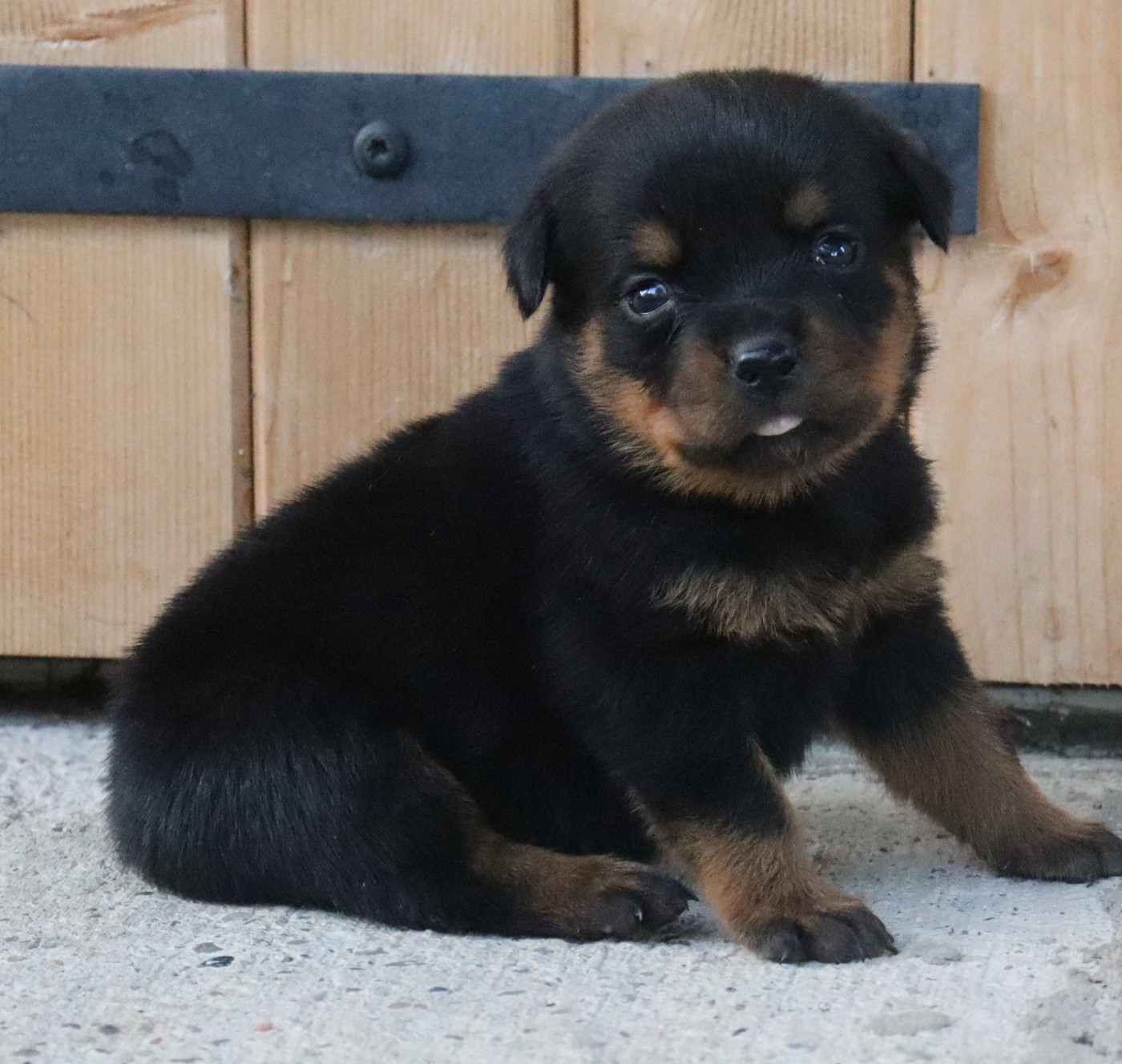 de la licorne noire - Chiots disponibles - Rottweiler