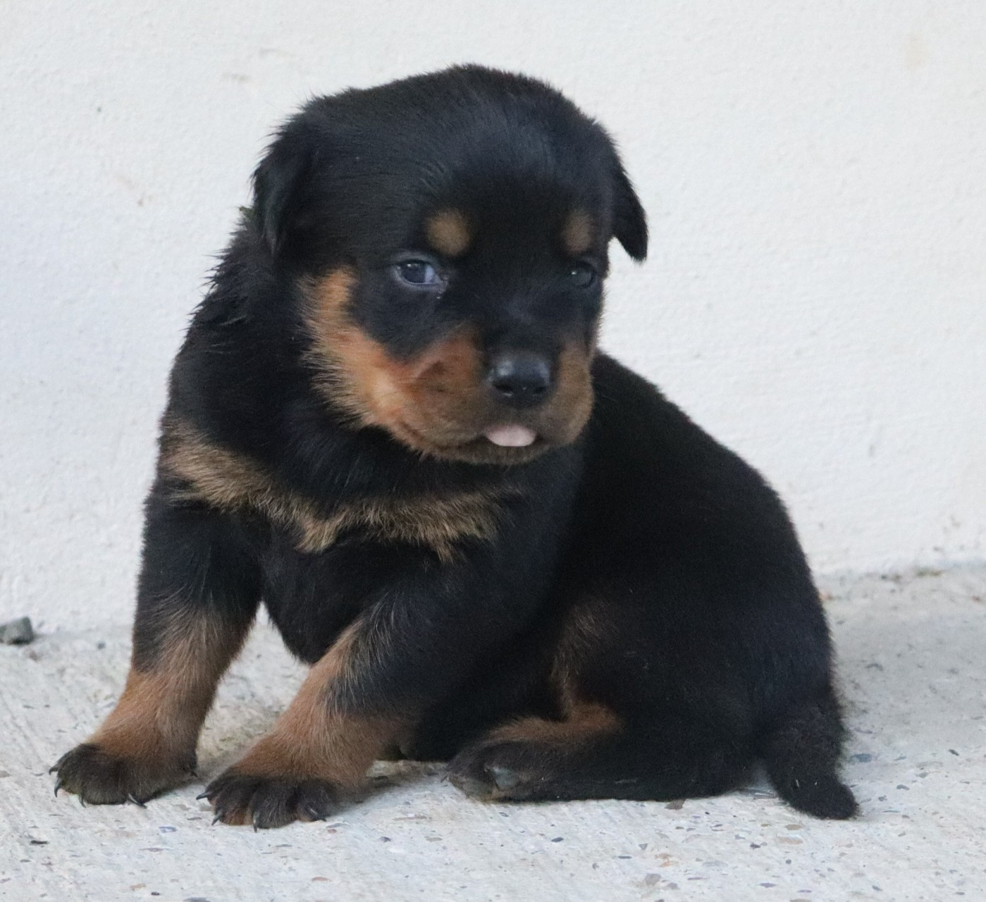 de la licorne noire - Chiots disponibles - Rottweiler