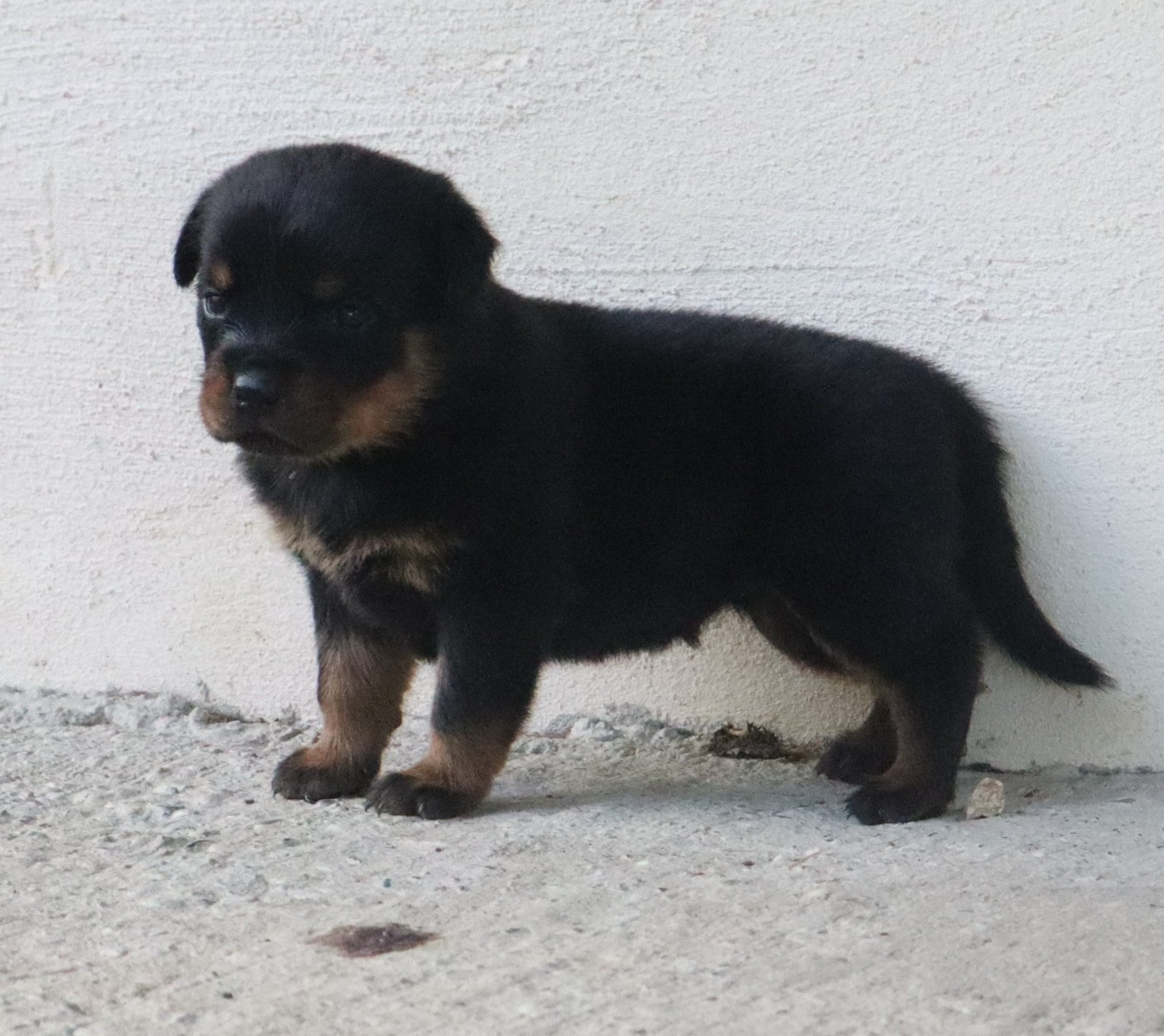de la licorne noire - Chiots disponibles - Rottweiler