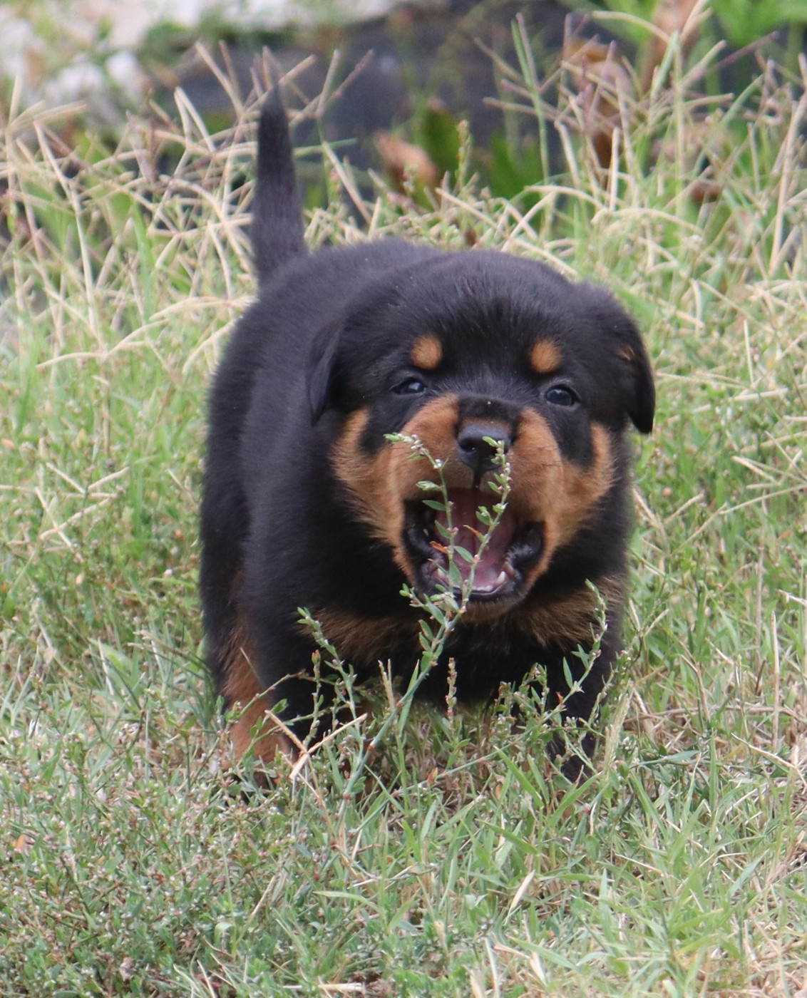 de la licorne noire - Chiots disponibles - Rottweiler