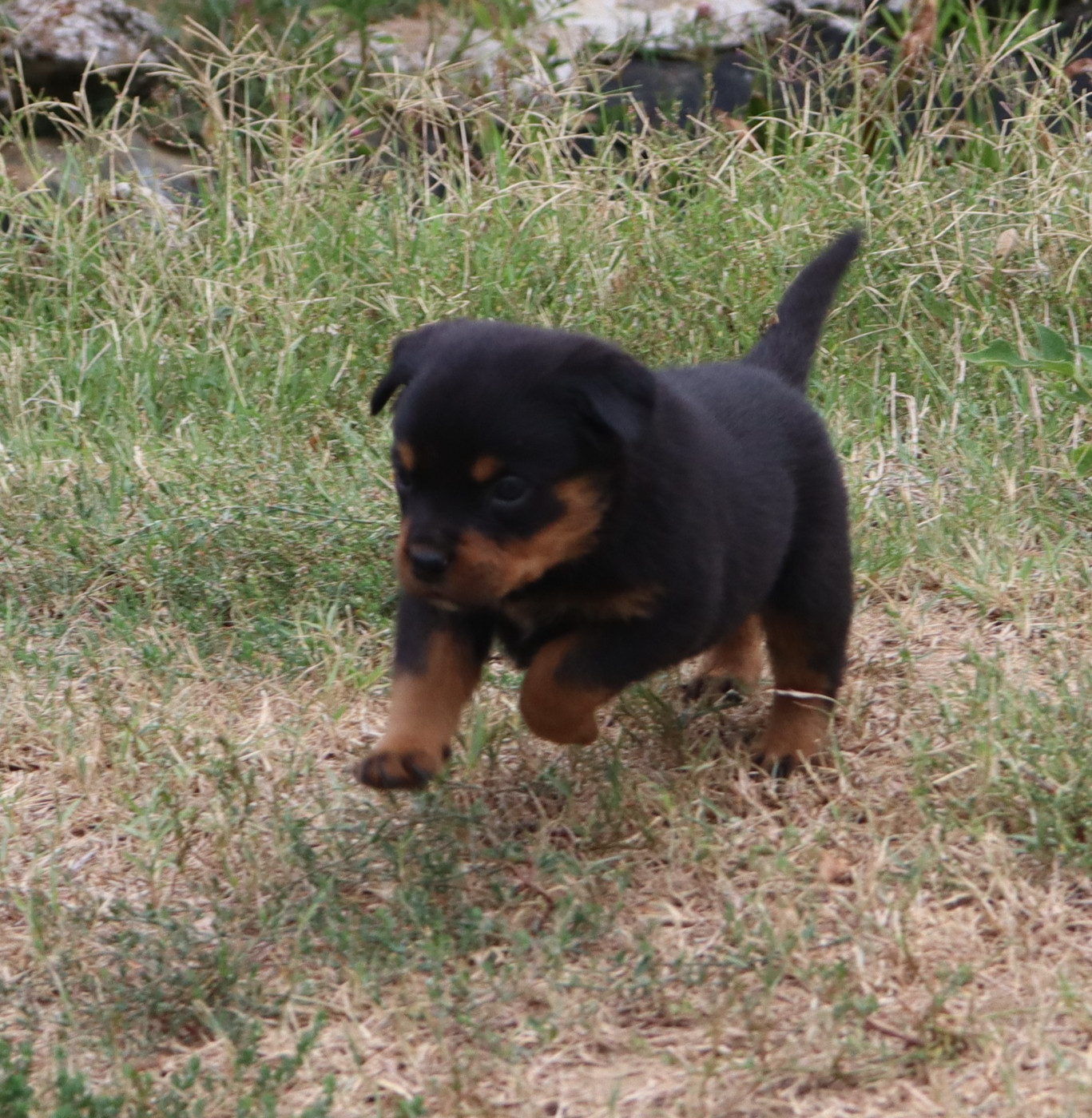 de la licorne noire - Chiots disponibles - Rottweiler
