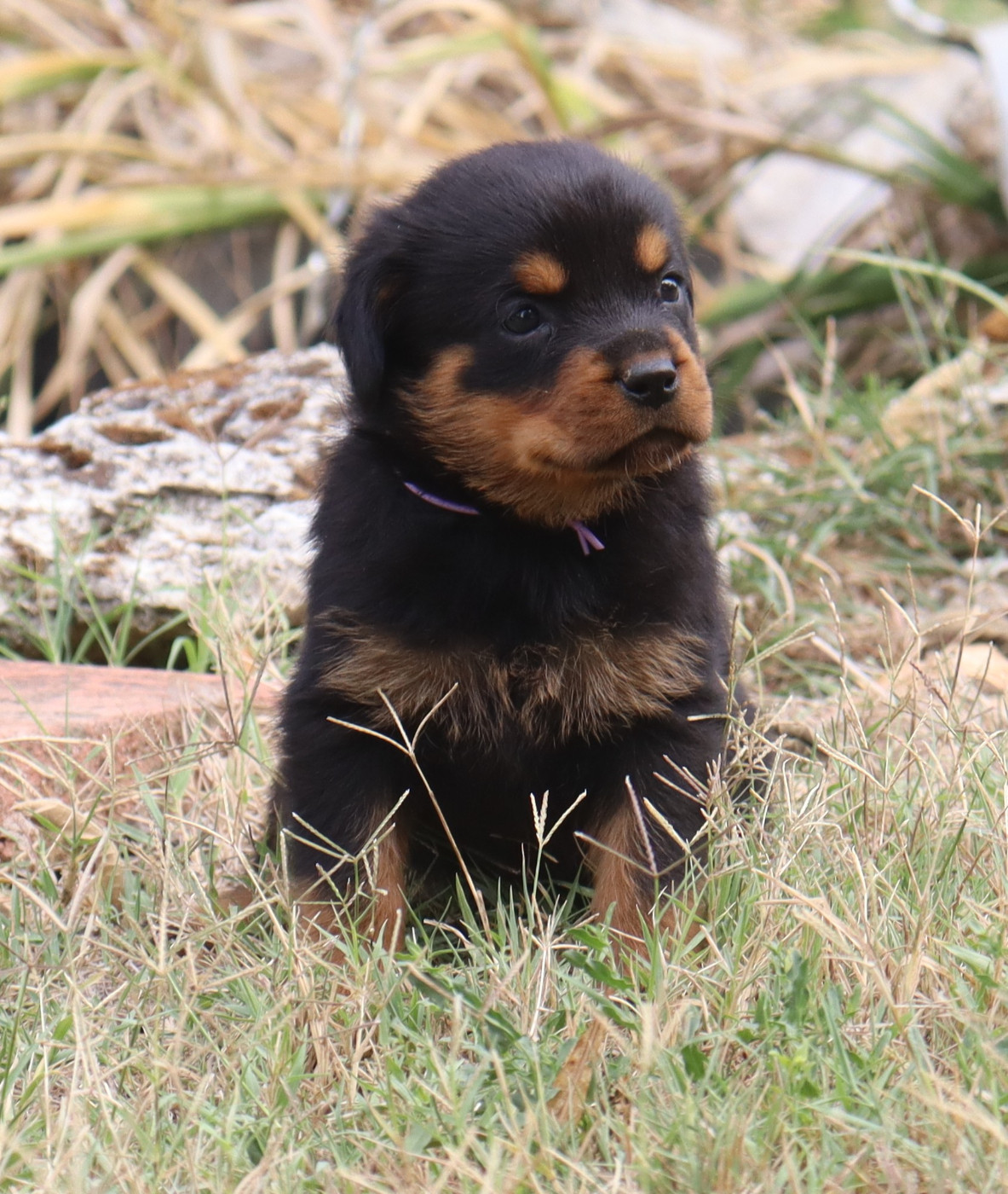 de la licorne noire - Chiots disponibles - Rottweiler