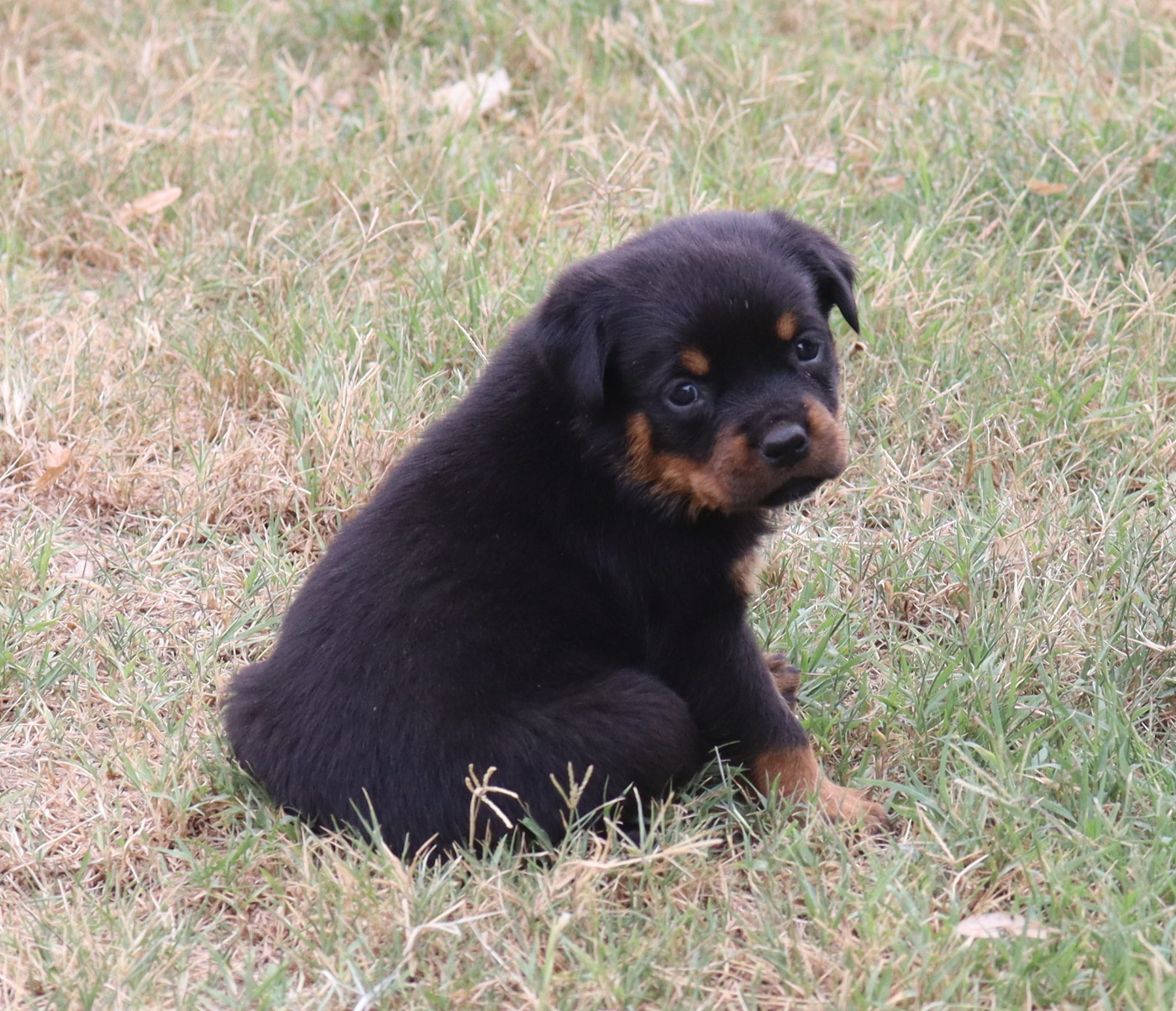 de la licorne noire - Chiots disponibles - Rottweiler