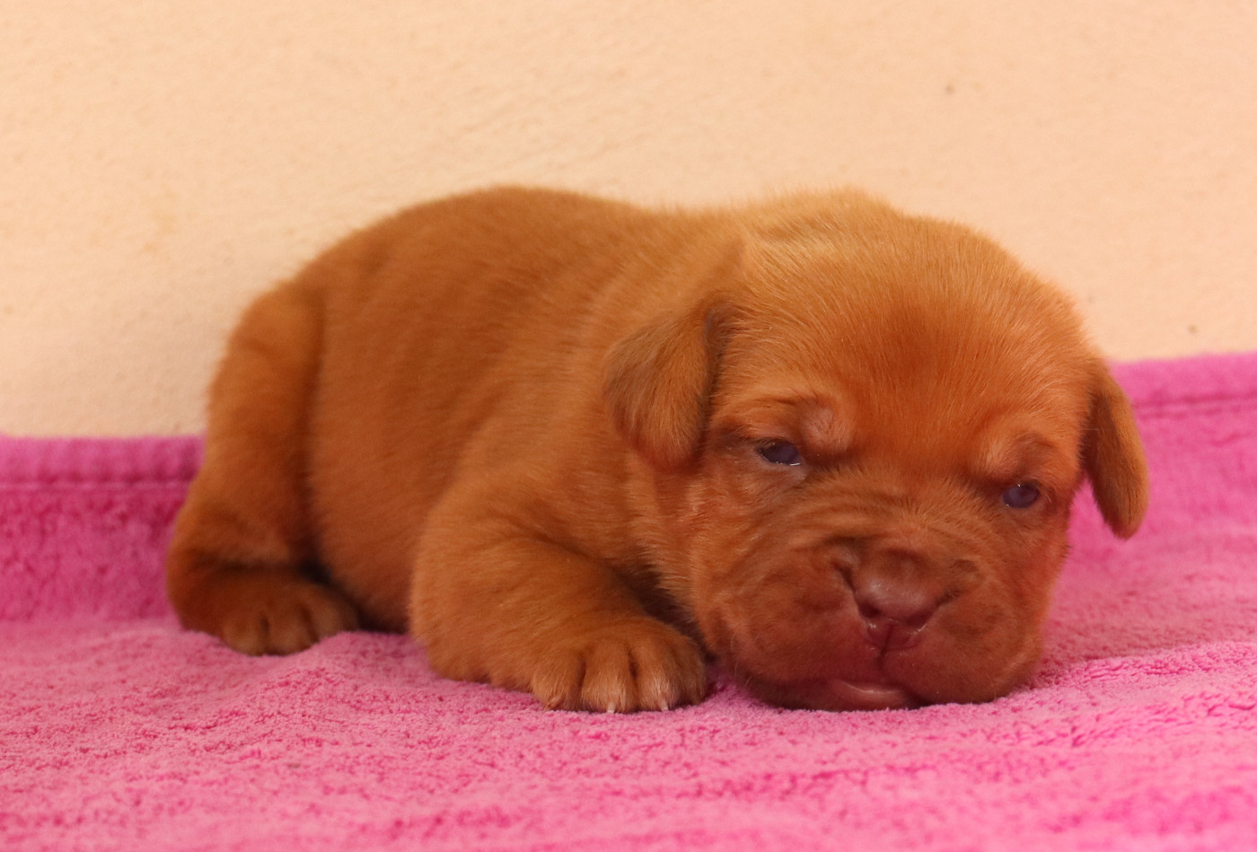 de la licorne noire - Chiots disponibles - Dogue de Bordeaux