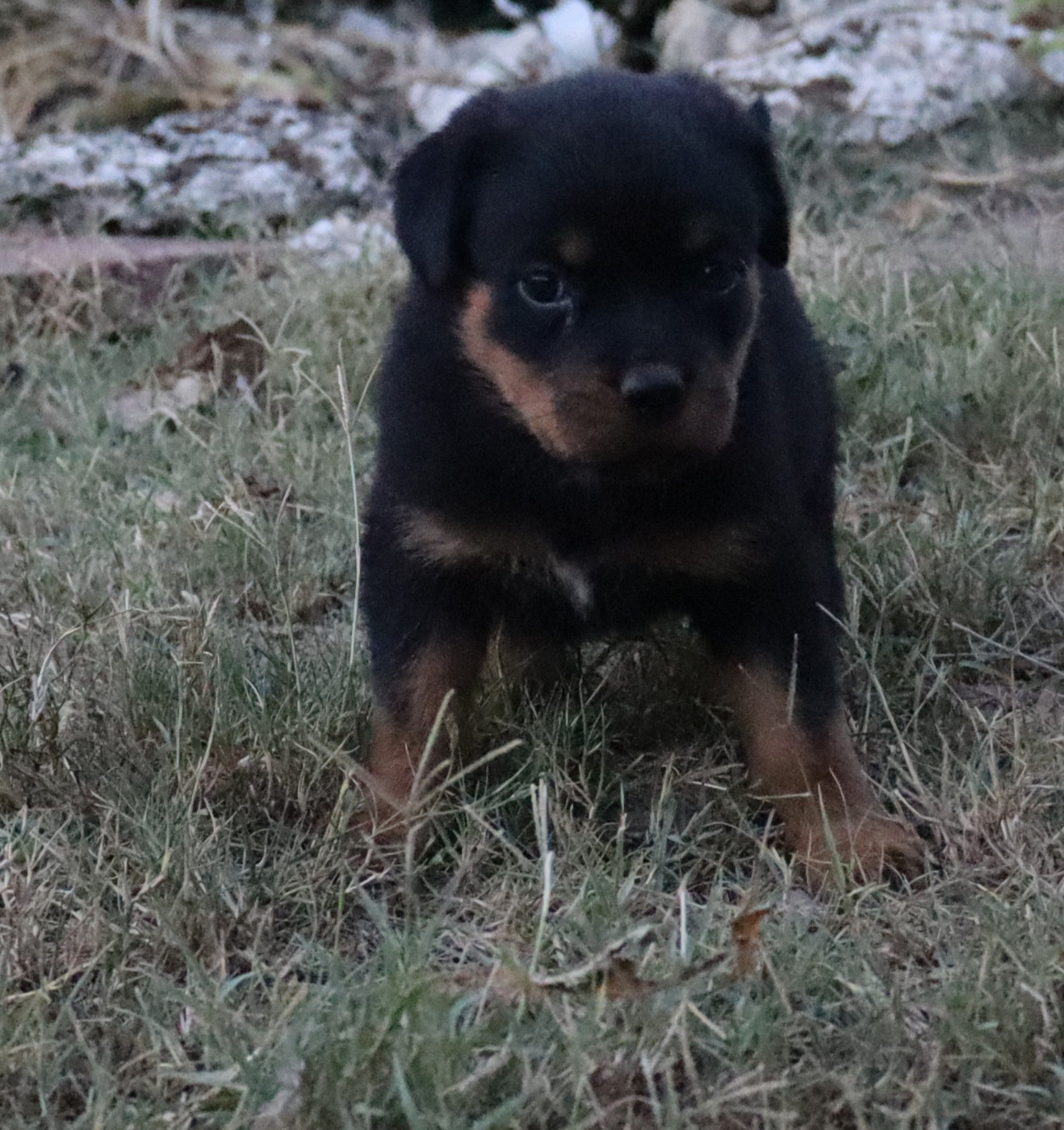 de la licorne noire - Chiots disponibles - Rottweiler