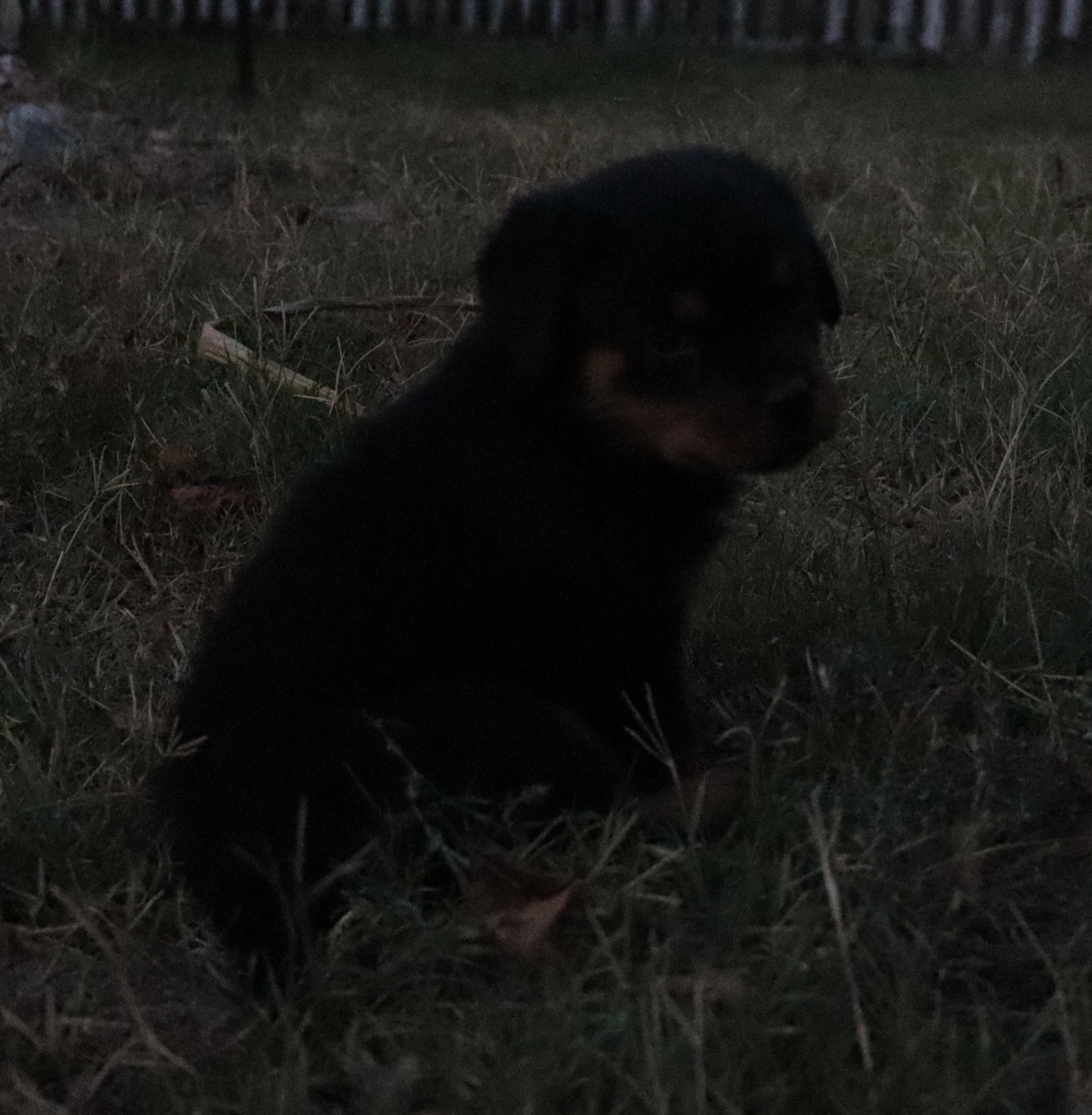 de la licorne noire - Chiots disponibles - Rottweiler