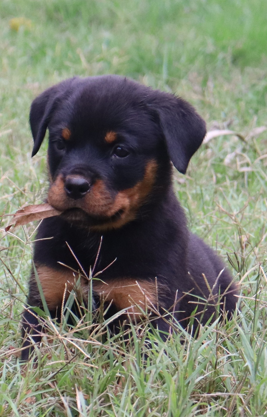 de la licorne noire - Chiots disponibles - Rottweiler