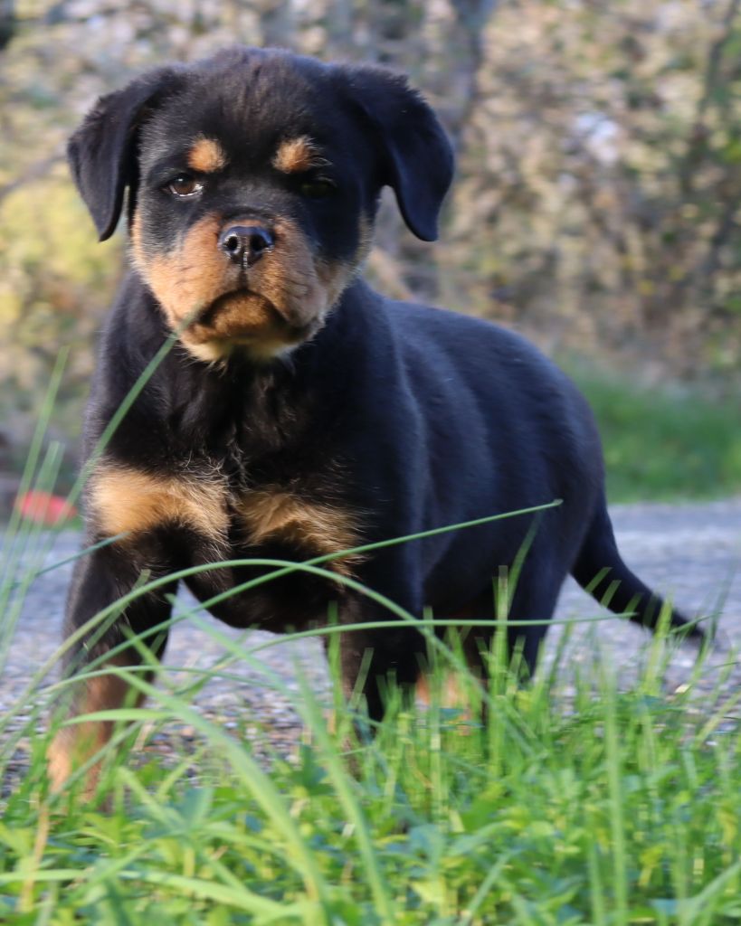 de la licorne noire - Chiots disponibles - Rottweiler