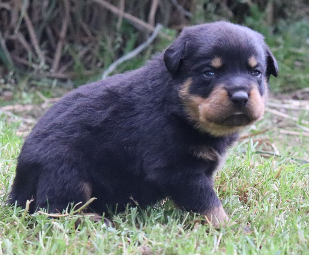 de la licorne noire - Chiots disponibles - Rottweiler