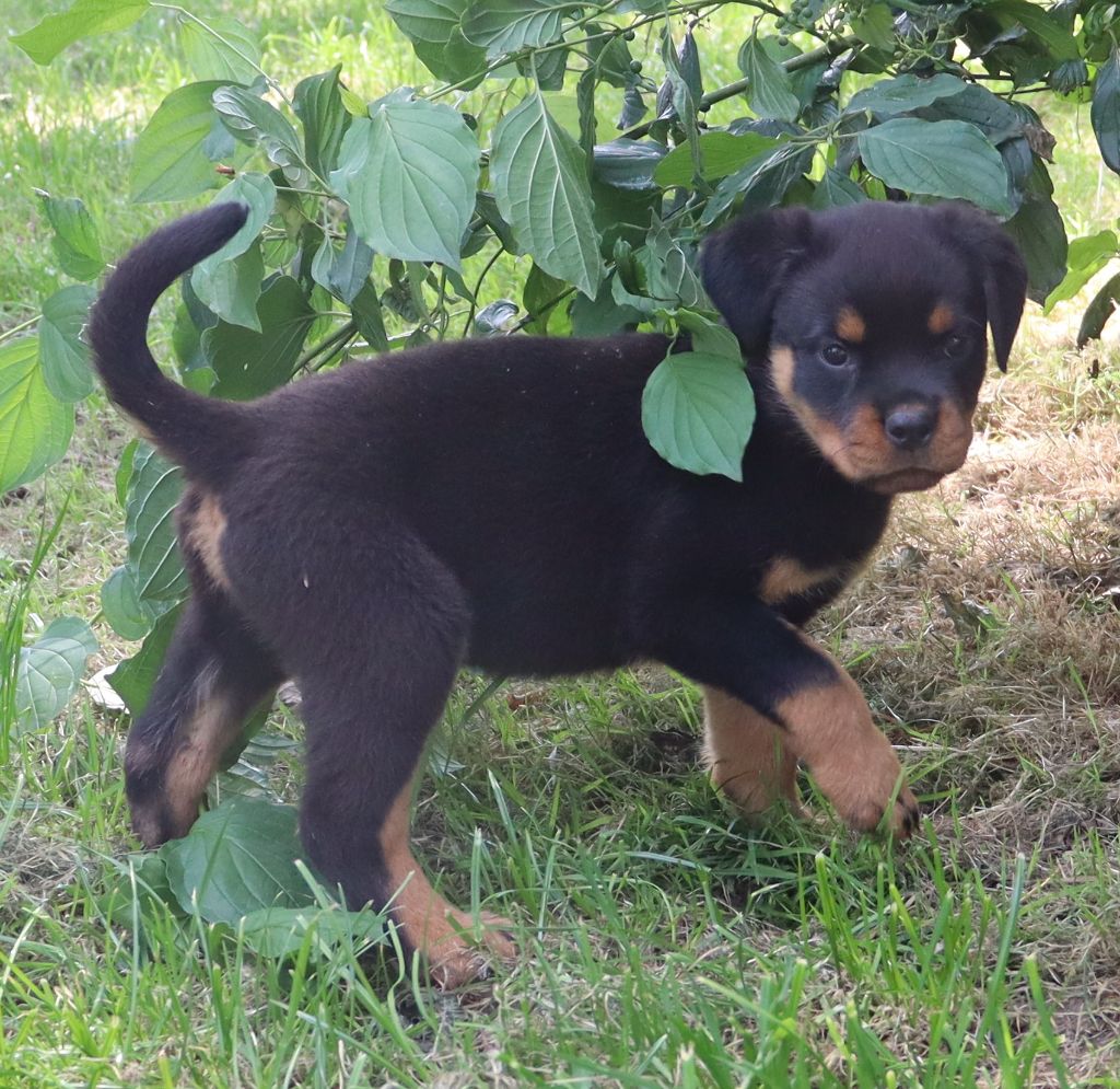 de la licorne noire - Chiots disponibles - Rottweiler