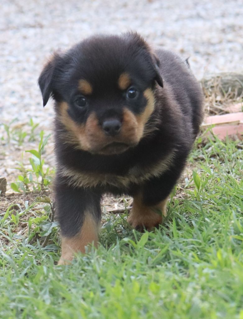 de la licorne noire - Chiots disponibles - Rottweiler
