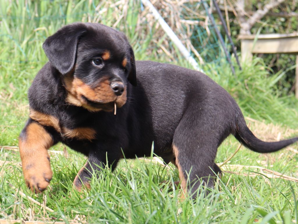 de la licorne noire - Chiots disponibles - Rottweiler