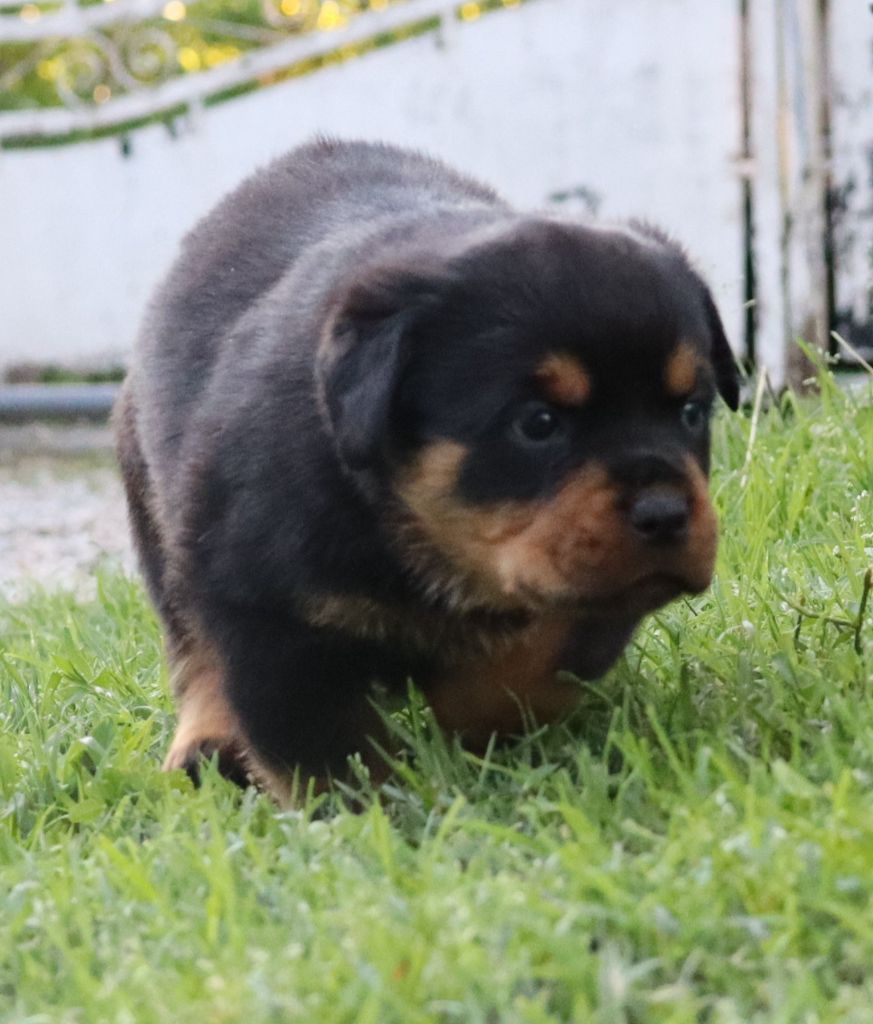 de la licorne noire - Chiots disponibles - Rottweiler