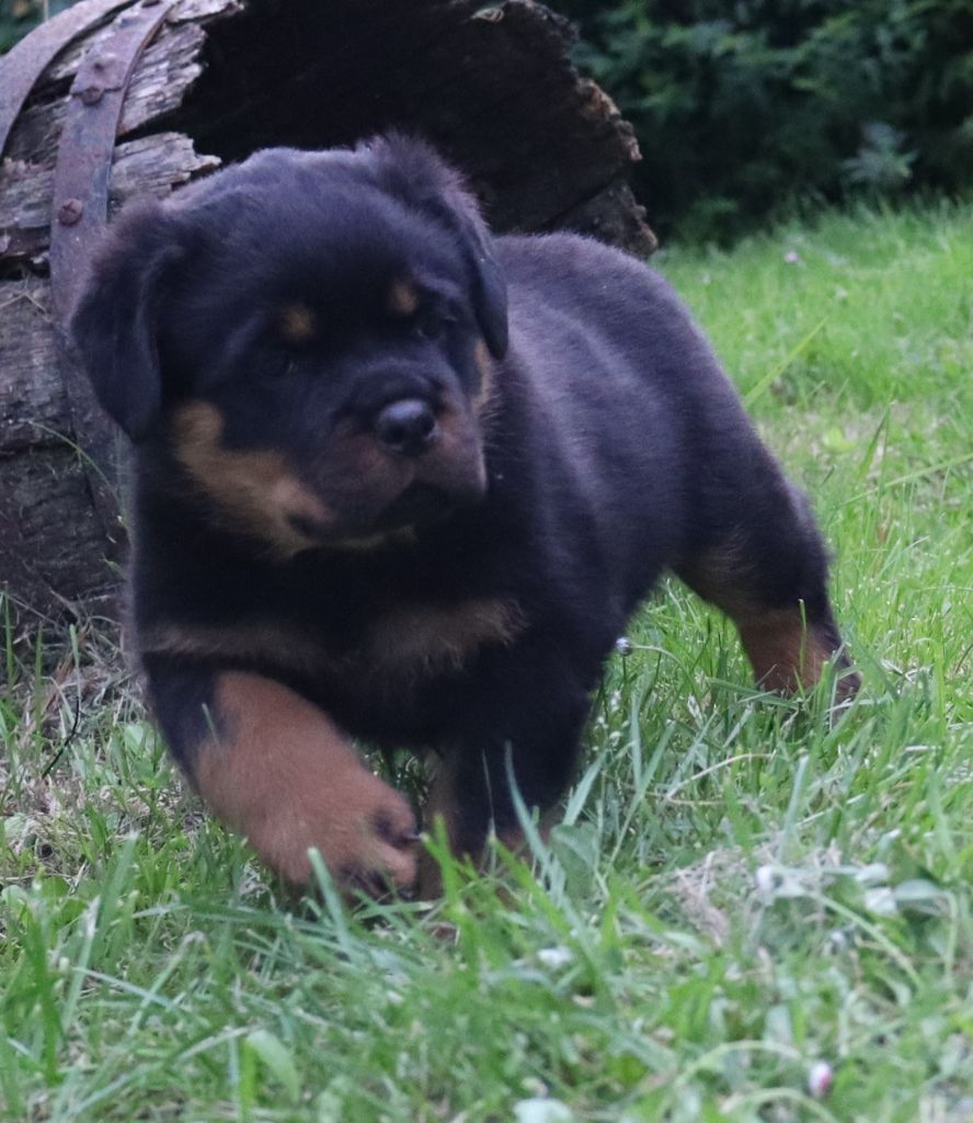 de la licorne noire - Chiots disponibles - Rottweiler