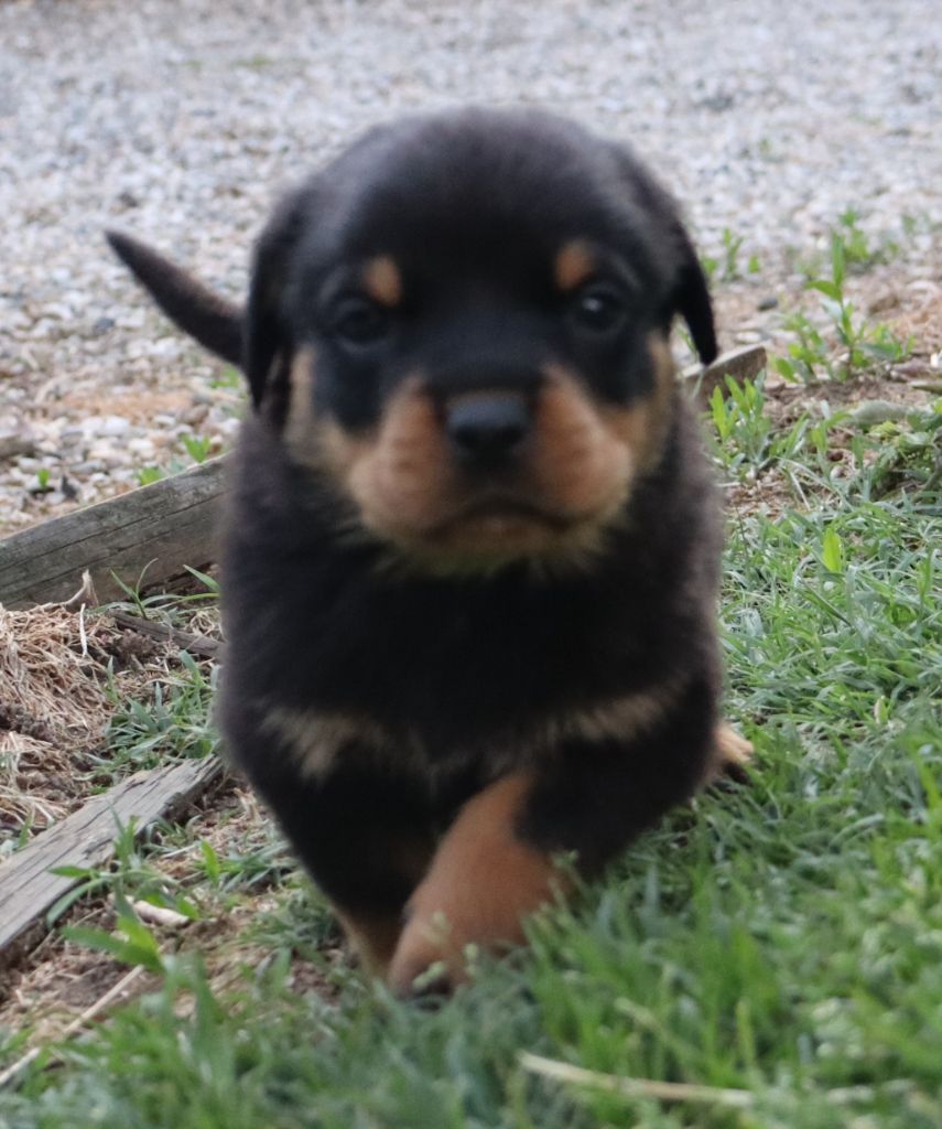 de la licorne noire - Chiots disponibles - Rottweiler