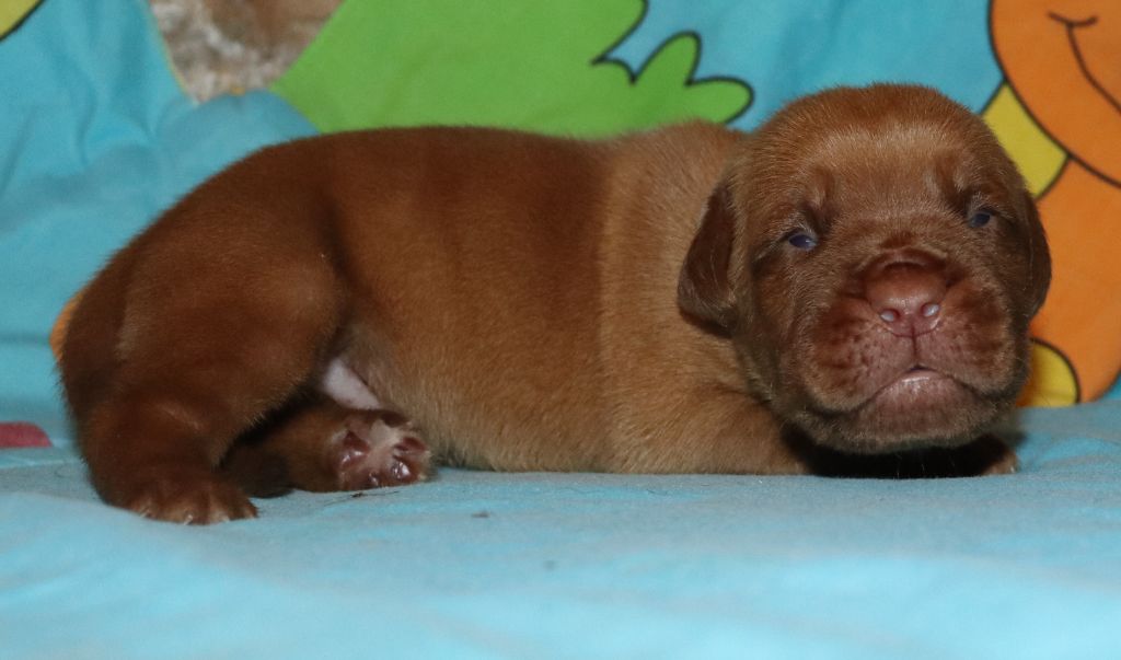 de la licorne noire - Chiots disponibles - Dogue de Bordeaux