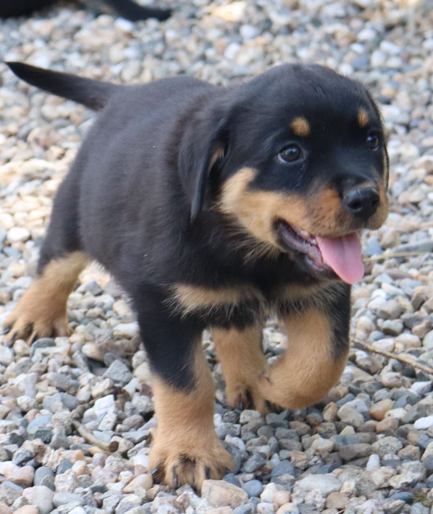 de la licorne noire - Chiots disponibles - Rottweiler