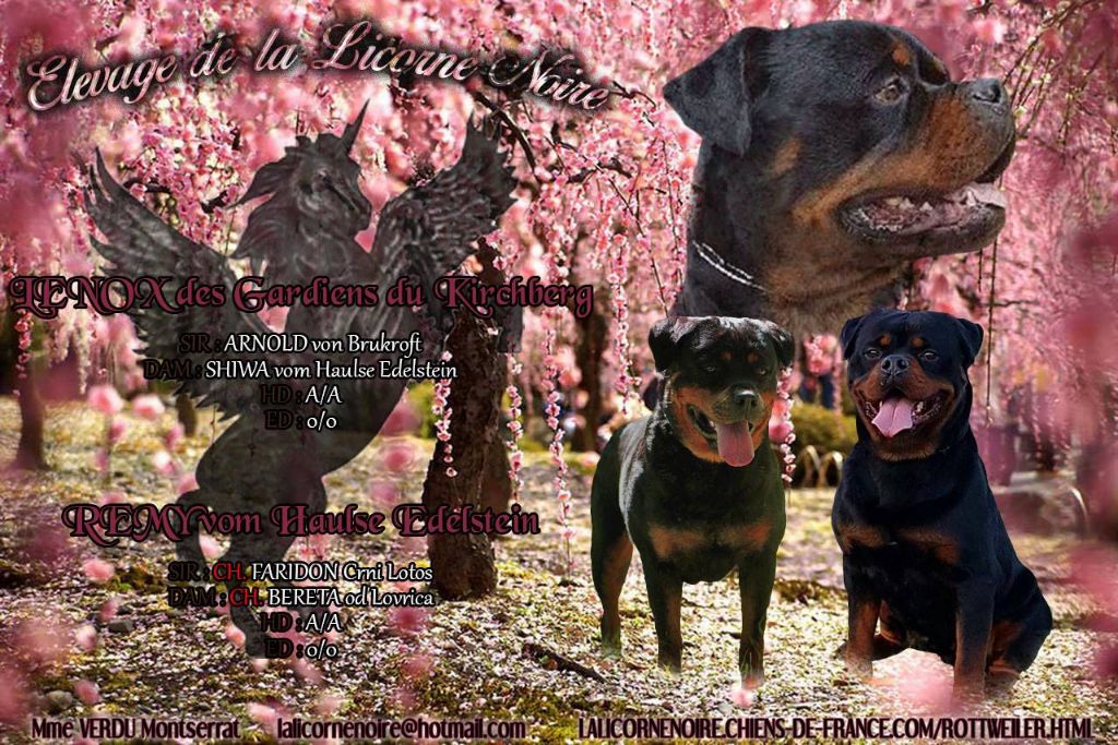 Chiot Rottweiler de la licorne noire