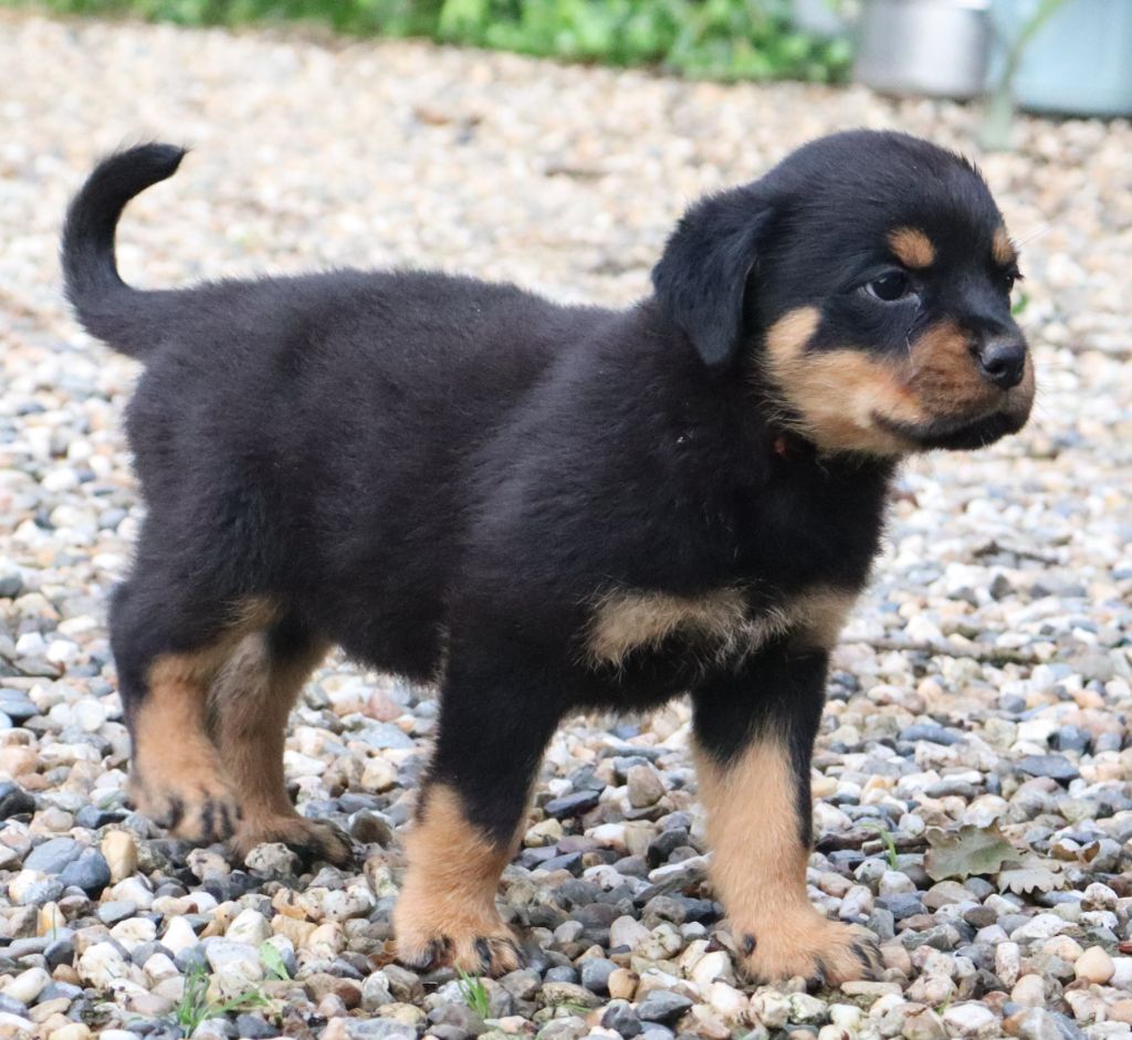 de la licorne noire - Chiots disponibles - Rottweiler