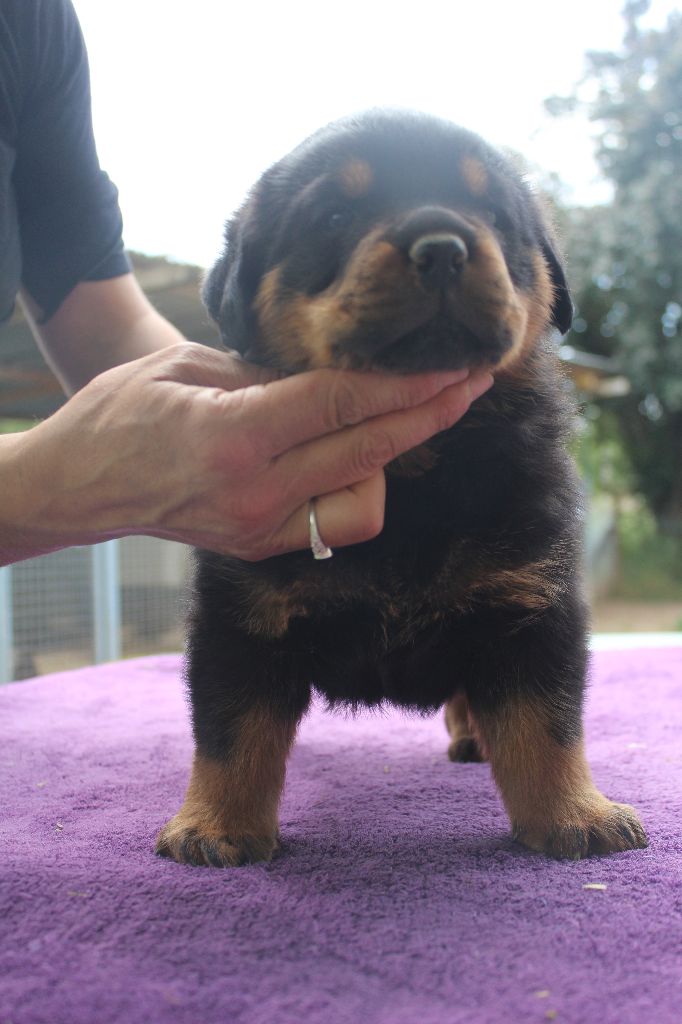 de la licorne noire - Rottweiler - Portée née le 19/04/2017