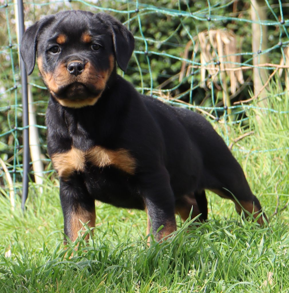 de la licorne noire - Chiots disponibles - Rottweiler