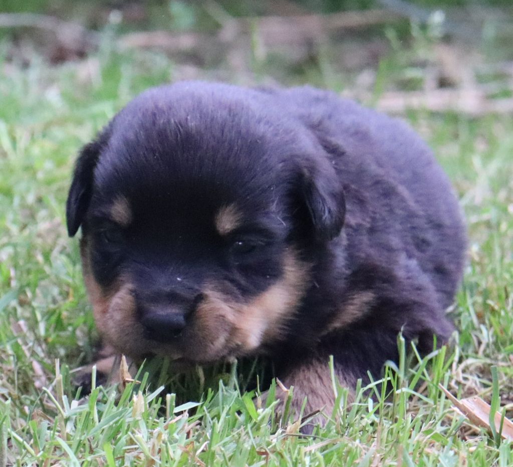 de la licorne noire - Chiots disponibles - Rottweiler
