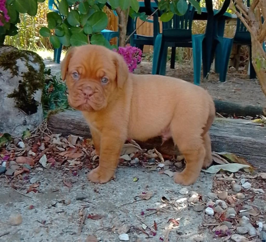 de la licorne noire - Chiots disponibles - Dogue de Bordeaux