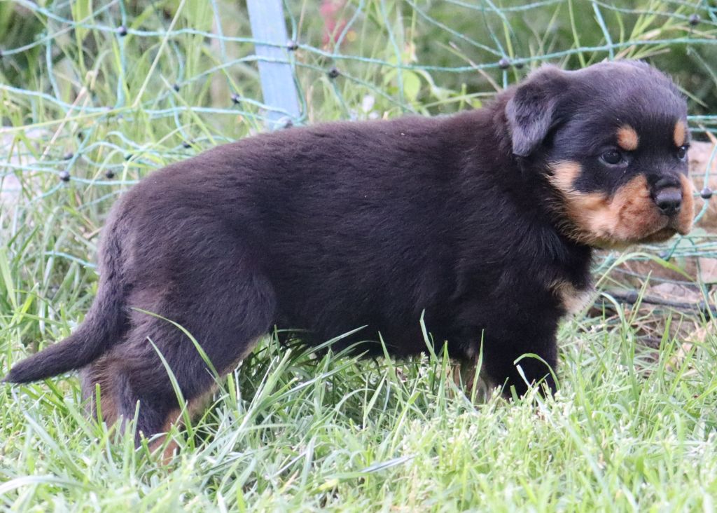 de la licorne noire - Chiots disponibles - Rottweiler