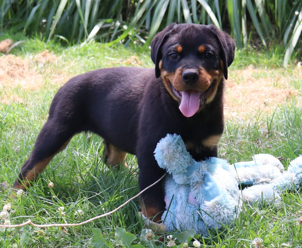 de la licorne noire - Chiots disponibles - Rottweiler