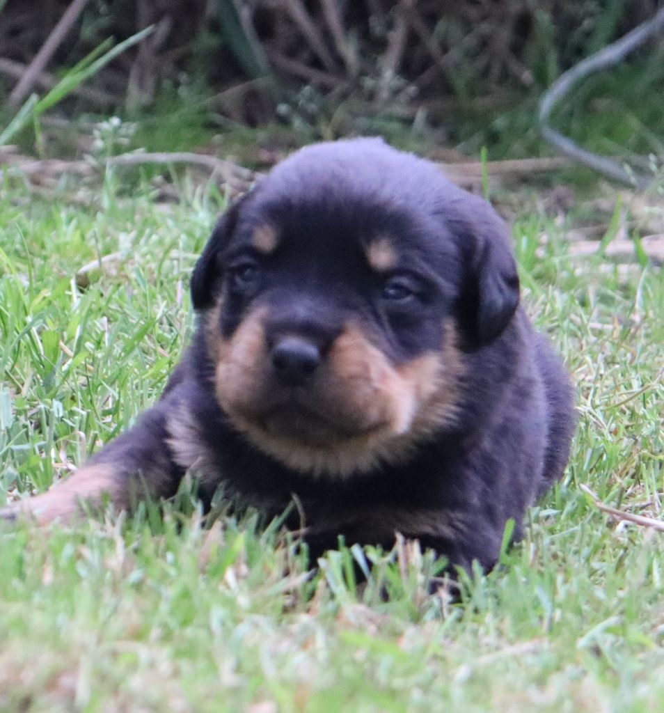 de la licorne noire - Chiots disponibles - Rottweiler