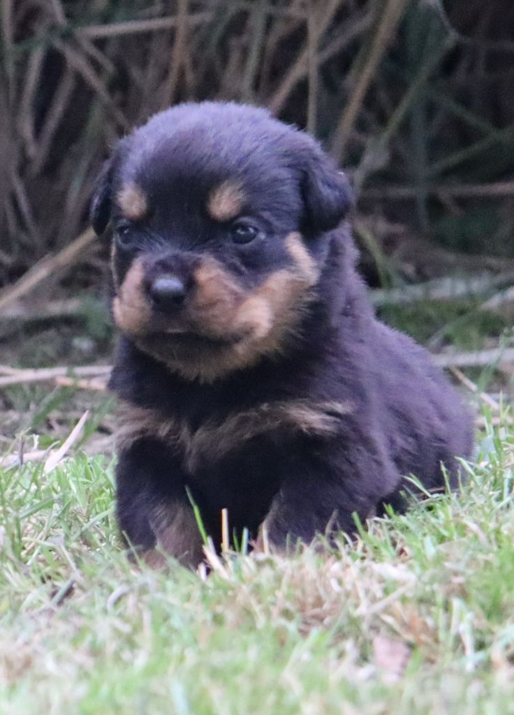 de la licorne noire - Chiots disponibles - Rottweiler