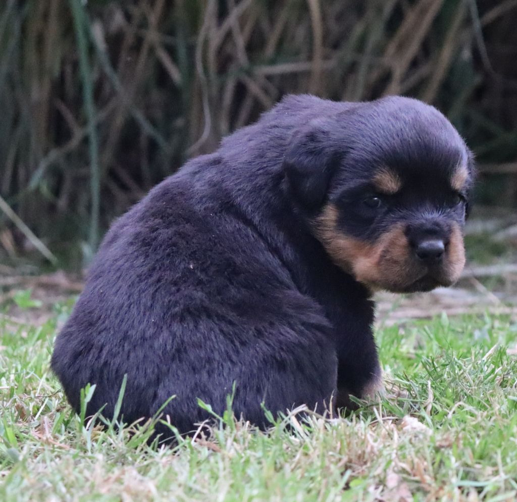 de la licorne noire - Chiots disponibles - Rottweiler