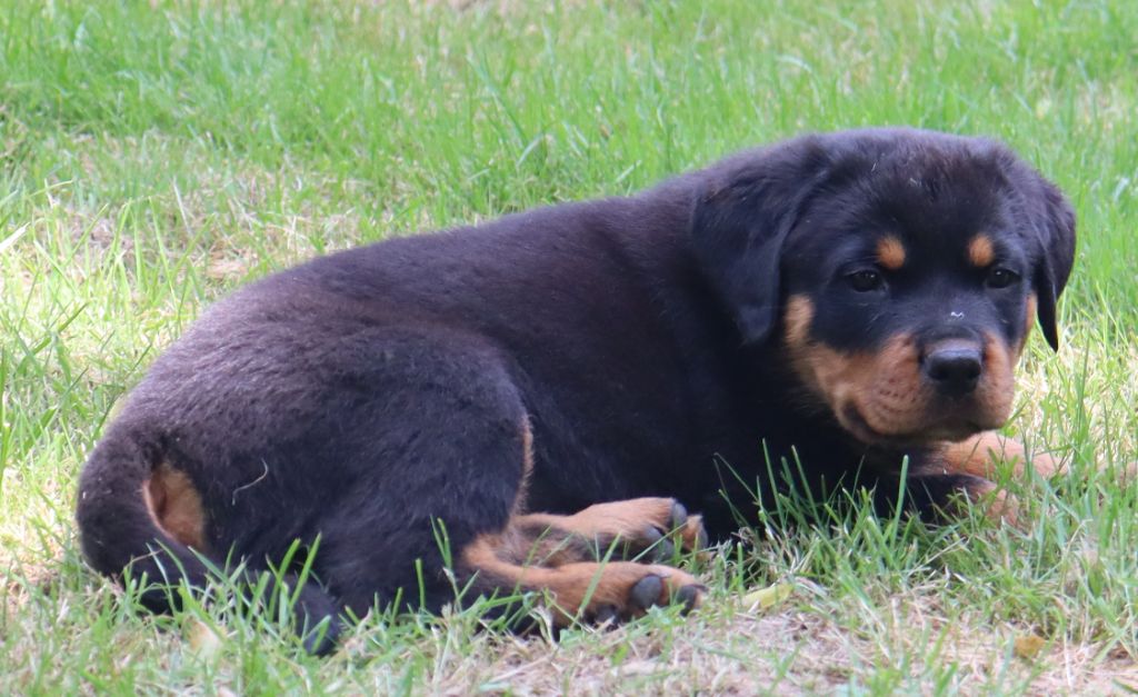 de la licorne noire - Chiots disponibles - Rottweiler