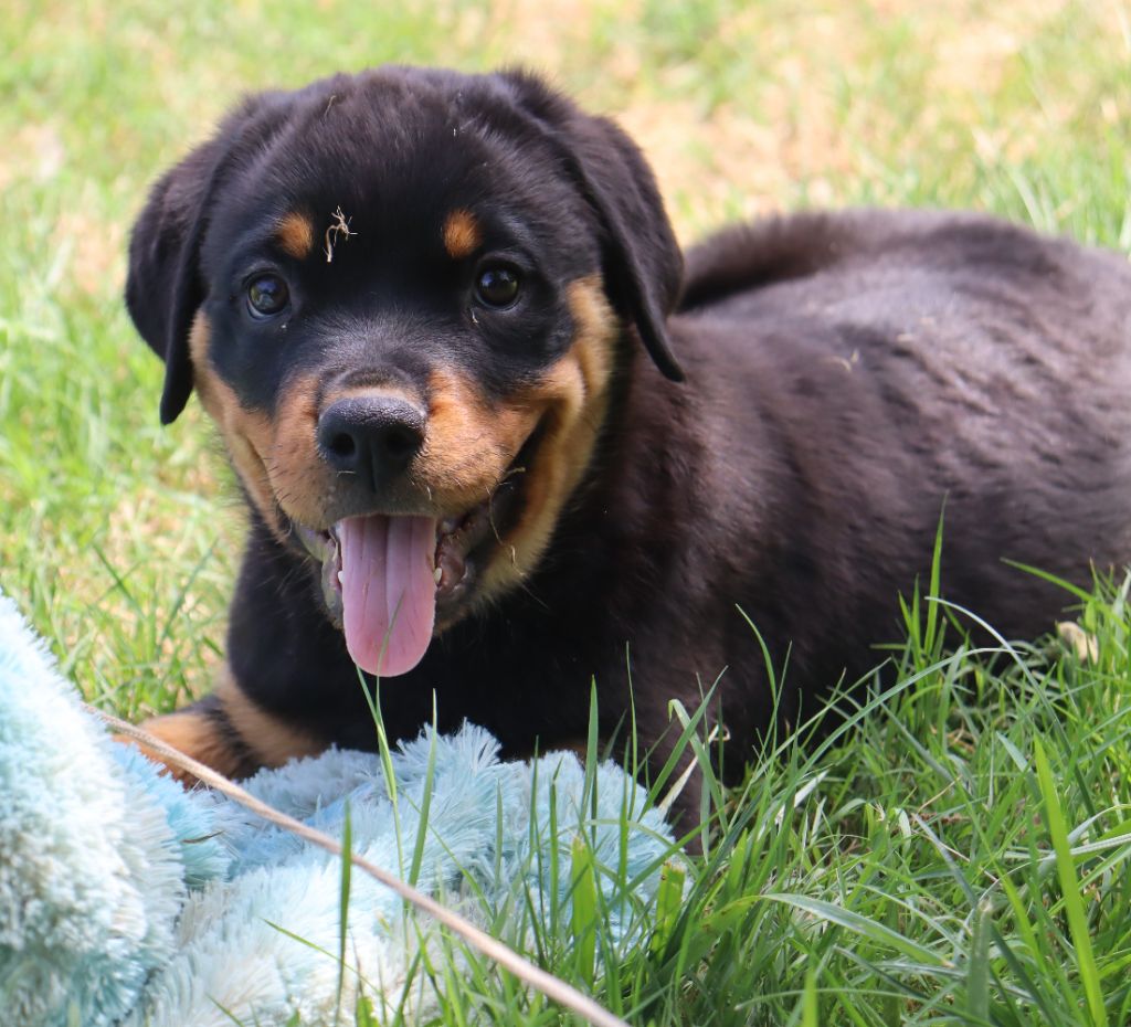 de la licorne noire - Chiots disponibles - Rottweiler