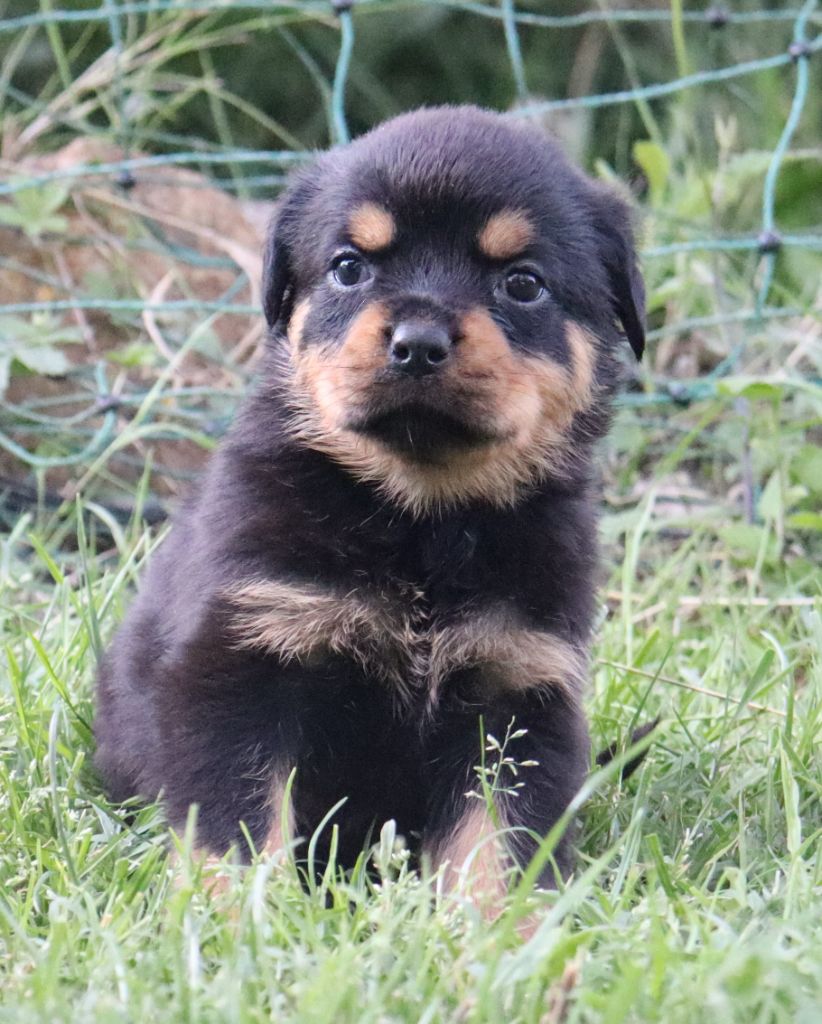 de la licorne noire - Chiots disponibles - Rottweiler