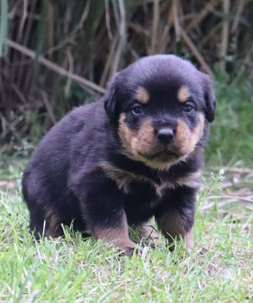 de la licorne noire - Chiots disponibles - Rottweiler